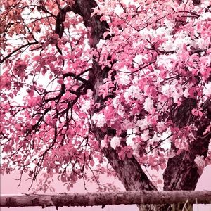 Meet your Posher, Darla